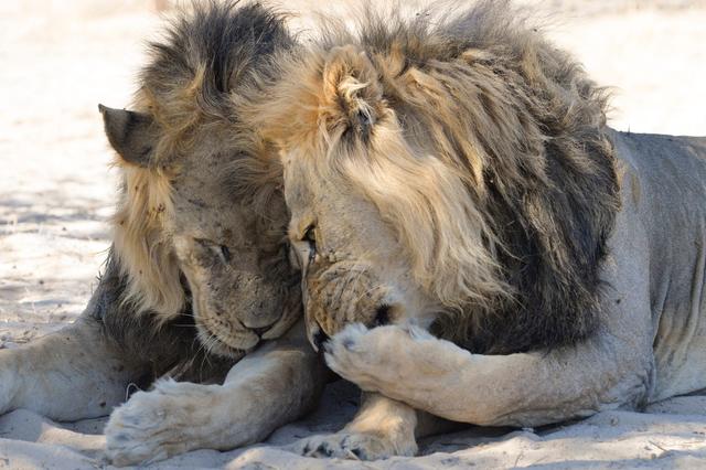おかしな動物たち 写真コンテスト 優秀作品42点を紹介しよう Business Insider Japan おかしな動物たち 写真コンテスト 優秀作品42点を紹介しよう Business Insider Japan