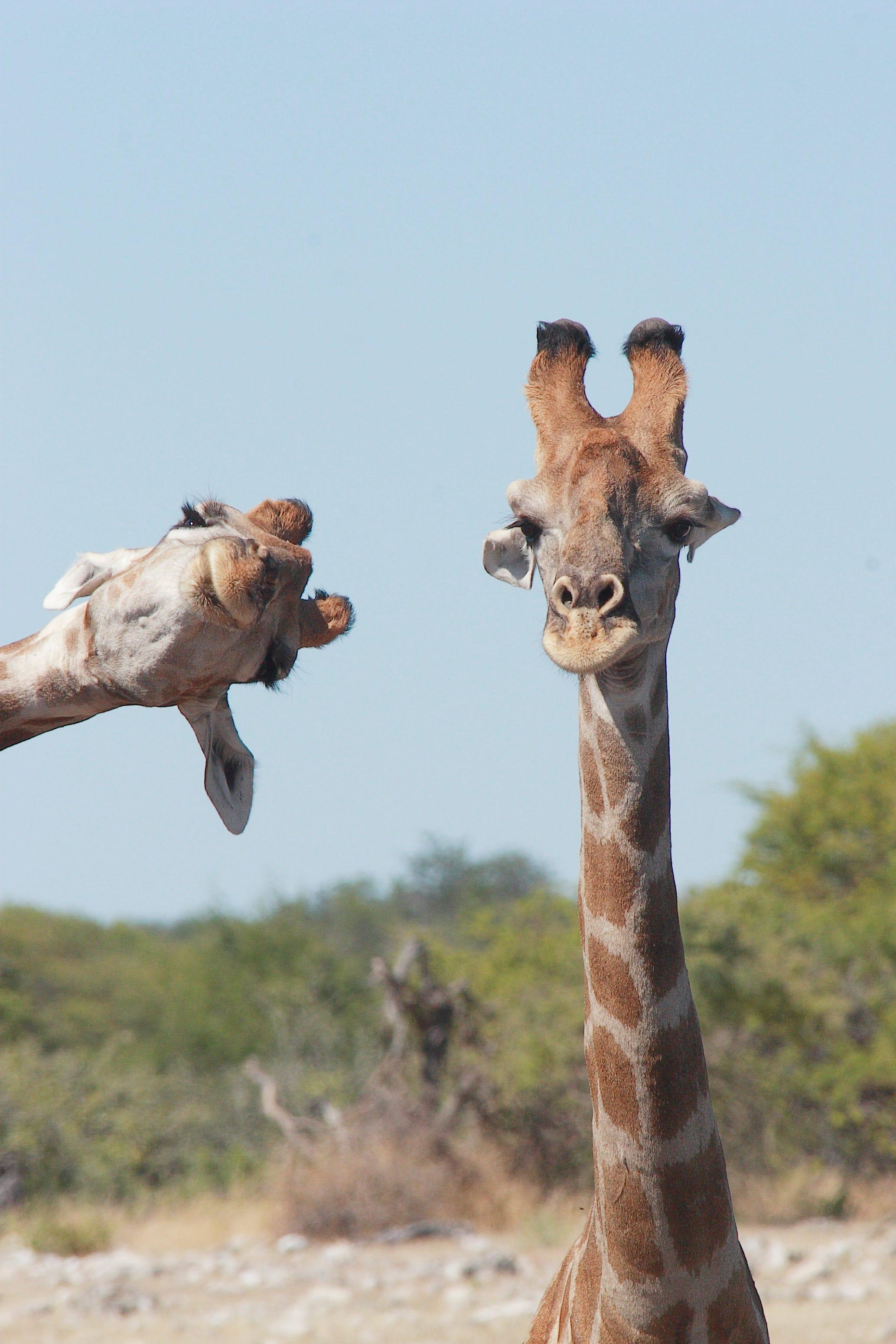 おかしな動物たち｣写真コンテスト…優秀作品42点を紹介しよう | Business Insider Japan