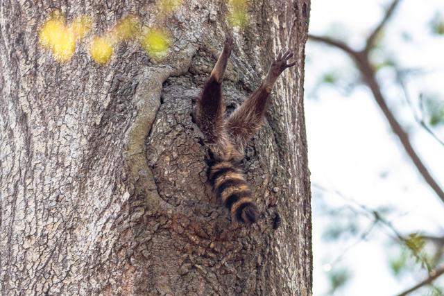 おかしな動物たち 写真コンテスト 優秀作品42点を紹介しよう Business Insider Japan