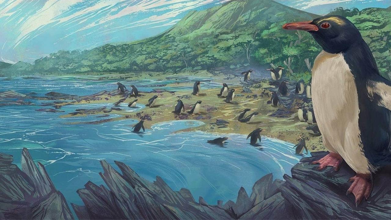 300万年前のニュージーランドに生息していたペンギン｢ユーディプテス・アタトゥー｣（Eudyptes atatu）の想像図。