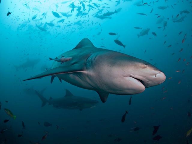 彼女はためらうことなく飛び込んだ 妊娠中の妻が巨大サメに襲われた夫を救助 Business Insider Japan