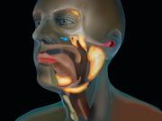 管状腺は鼻腔と咽頭の交差部に位置する。