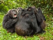 互いに毛づくろいをするチンパンジーの群れ。左端にいる｢カカマ（Kakama）｣という名の個体は、この集団で優位な地位にあるオスだ。ウガンダのキバレ森林国立公園で撮影。