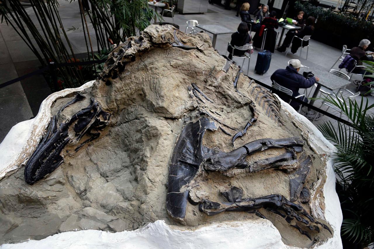 ニューヨークで展示された｢決闘する恐竜｣の化石の一部。2013年11月14日。