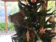 オーストラリアのある家族は外出から帰った時、クリスマスツリーにしがみついていたコアラを見つけた