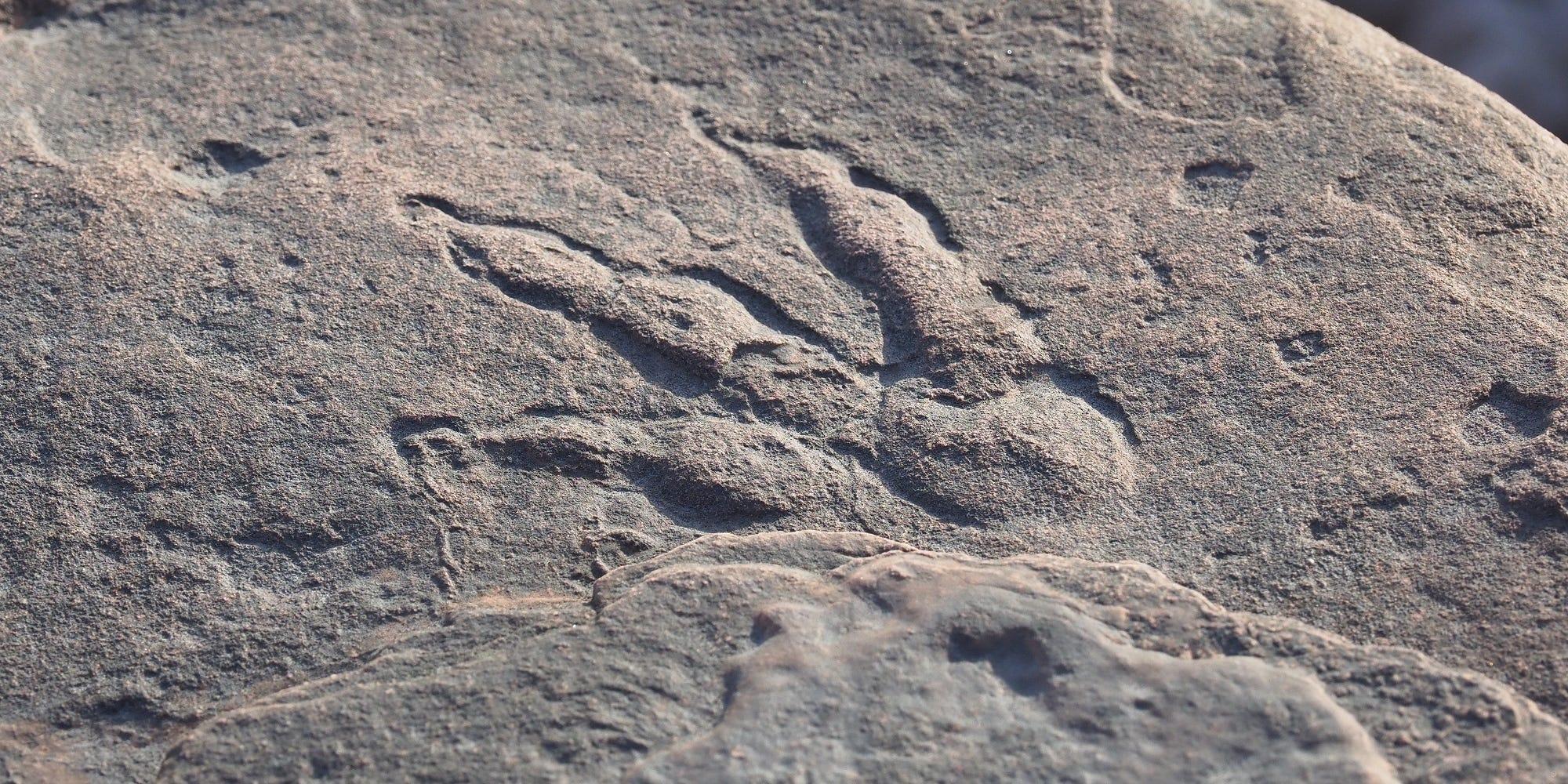 完璧な状態で保存された2億年前の恐竜の足跡…英ウェールズの海岸で4歳 ...
