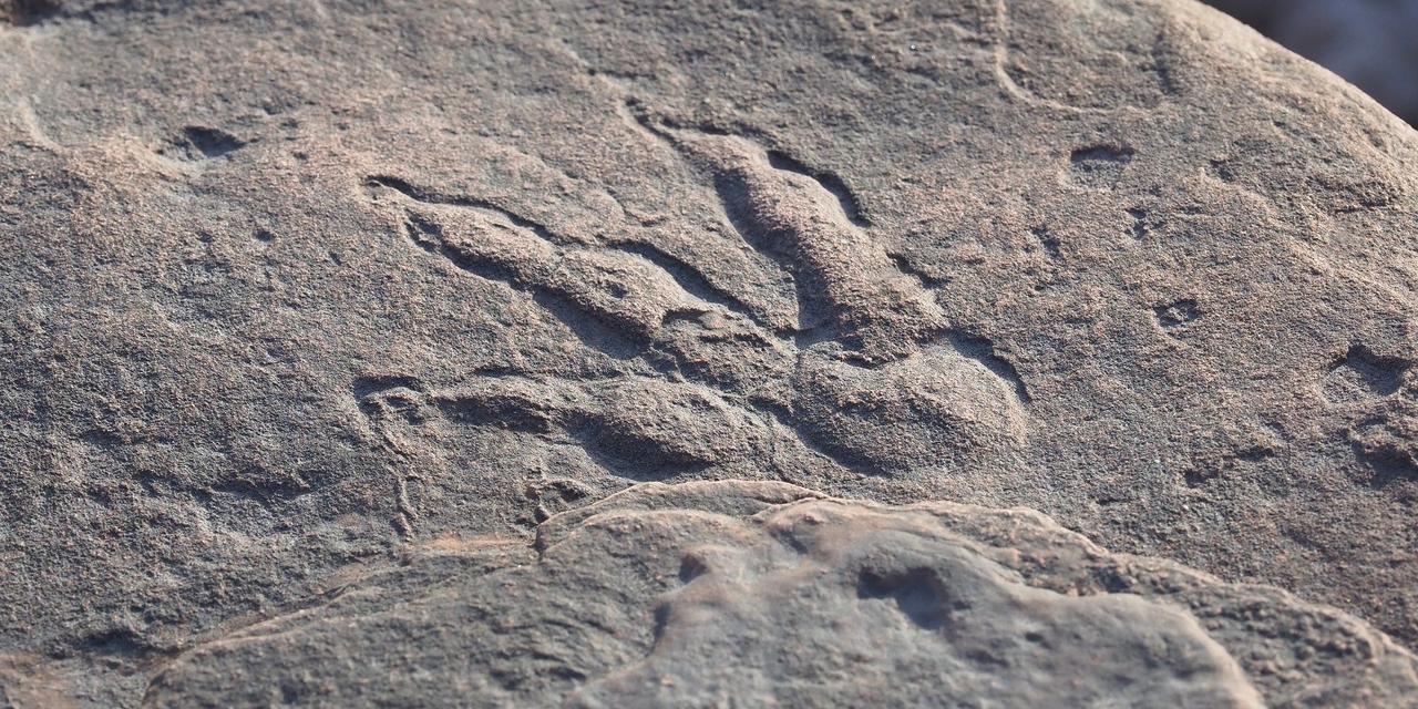 ウェールズ南部のベンドリックス湾の近くで、4歳のリリー・ワイルダーが発見した長さ10cmの足跡。2021年1月30日撮影。