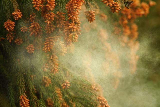 21年花粉は多いの少ないの シーズン到来前に知っておきたい 花粉予想の裏側 Business Insider Japan