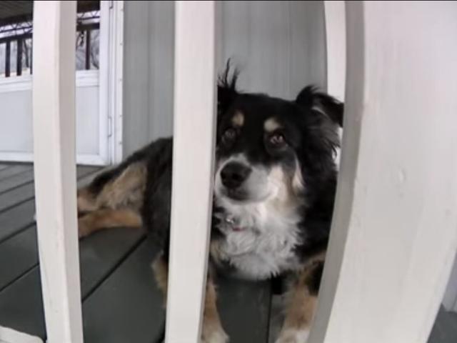 最期までお世話を 8歳のボーダーコリー犬 飼い主の死後に約5億円を相続 Business Insider Japan