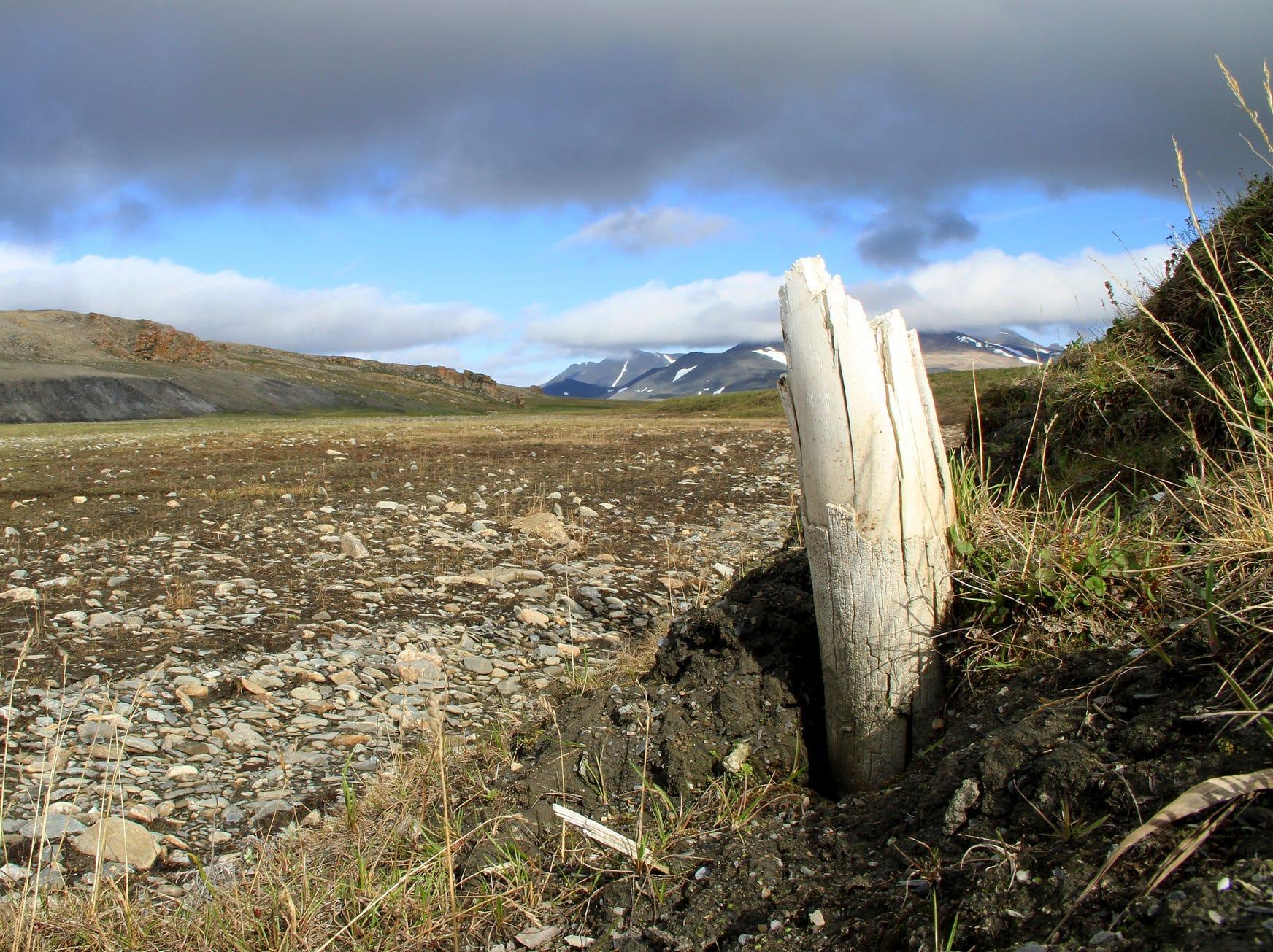 マンモスの歯から最古のDNAを解読…シベリアの永久凍土で保存状態が良好 