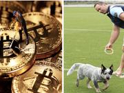 暗号通貨と犬好き