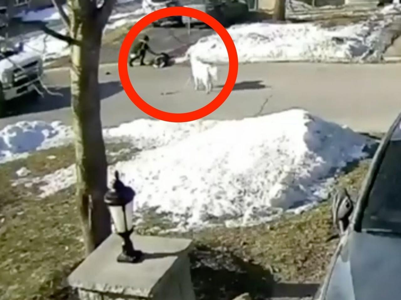 防犯カメラの映像には、犬のクローバーが通りかかったドライバーに助けを求めている様子が映し出されていた。