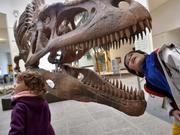 ティラノサウルスの骨格模型の頭蓋骨の中を見る少年。