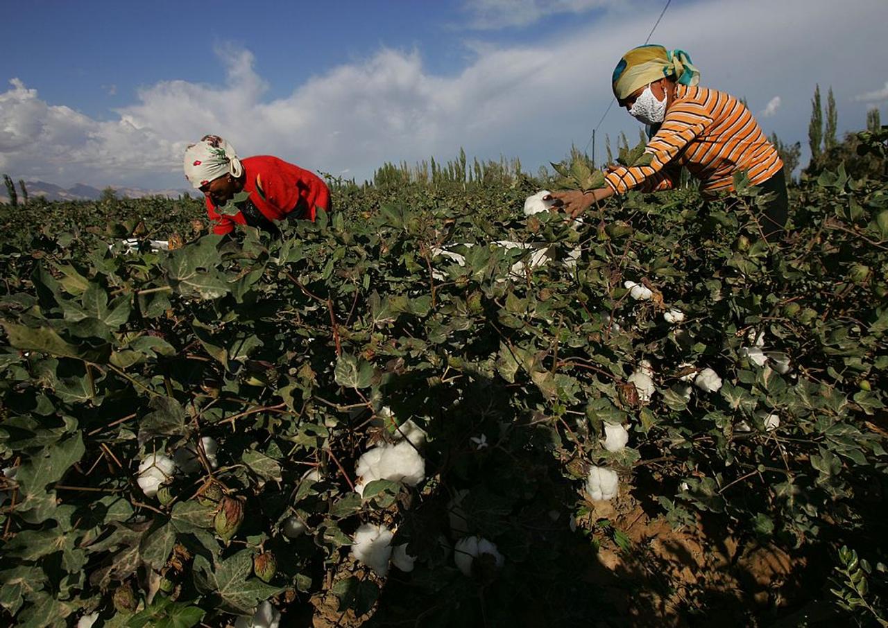 新疆ウイグル自治区で綿を採取する女性たち