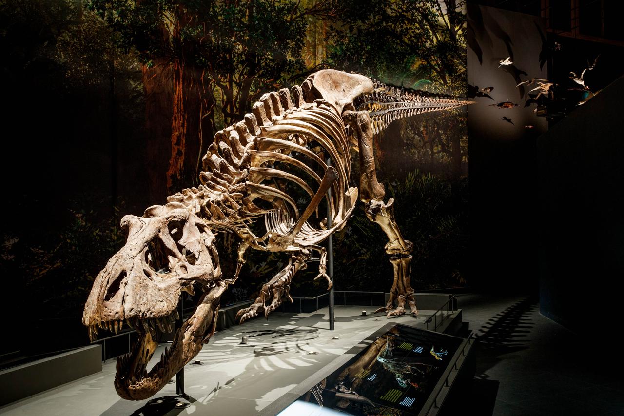 オランダのナチュラリス生物多様性センターに展示されているトリックスと名付けられたティラノサウルスの骨格標本。