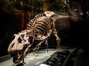 オランダのナチュラリス生物多様性センターに展示されているトリックスと名付けられたティラノサウルスの骨格標本。