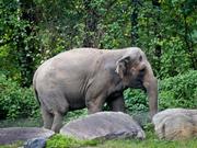 2018年10月2日、ニューヨークにあるブロンクス動物園のアジア園内を歩くゾウのハッピー。