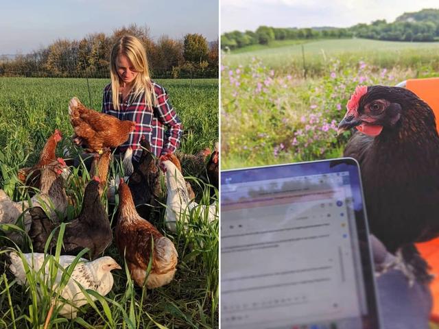 新鮮な卵だけが目当てじゃない コロナ禍でレンタル鶏が大人気 Business Insider Japan