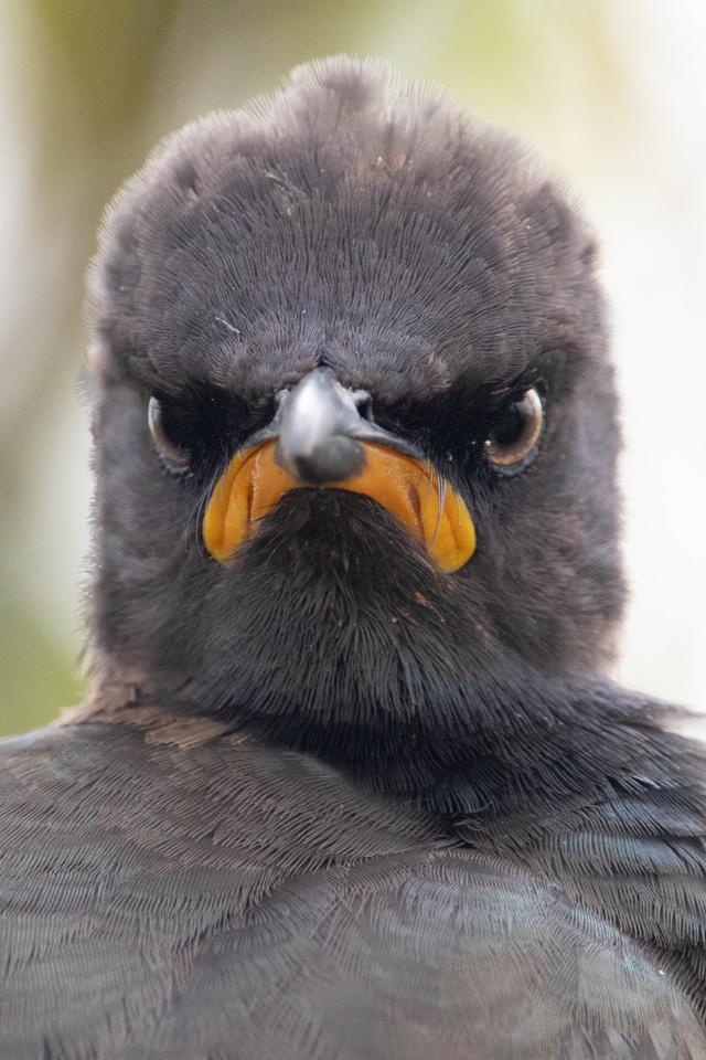 おかしな動物たち 写真コンテストの作品募集中 現在までの応募作品を紹介 Business Insider Japan