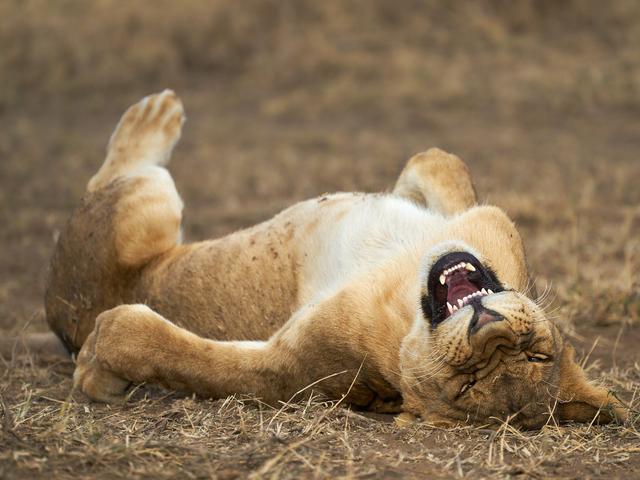 おかしな動物たち 写真コンテストの作品募集中 現在までの応募作品を紹介 Business Insider Japan