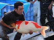 A large koi being handled by one of Waddington