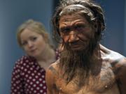 2014年9月、ロンドン自然史博物館の｢イギリス：100万年の人類の物語（Britain: One Million Years of the Human Story）｣展で展示された20代のネアンデルタール人男性の模型を見る職員。