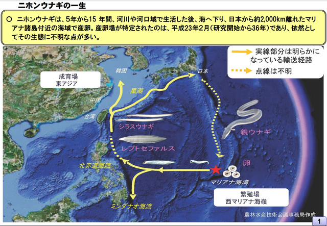 土用の丑の日に知っておきたい ウナギ完全養殖への道 絶滅危惧種を救えるか Business Insider Japan