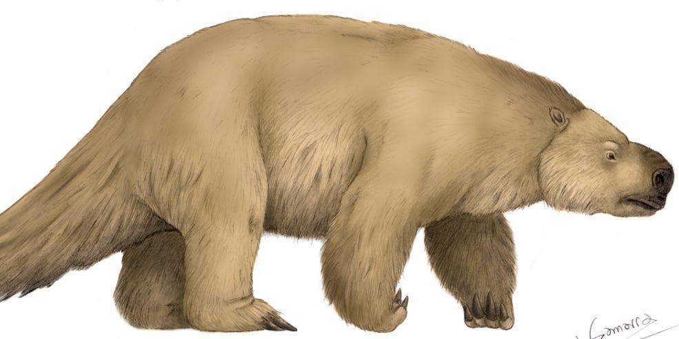 巨大ナマケモノは肉も食べていた…古生物学上の謎を解くカギに