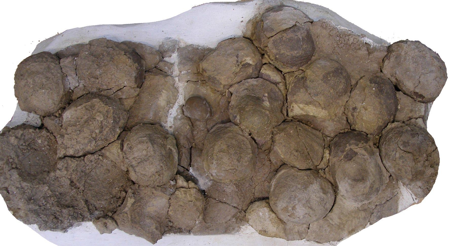 恐竜は約2億年前から群れを作っていた…営巣地から100個以上の卵を発見
