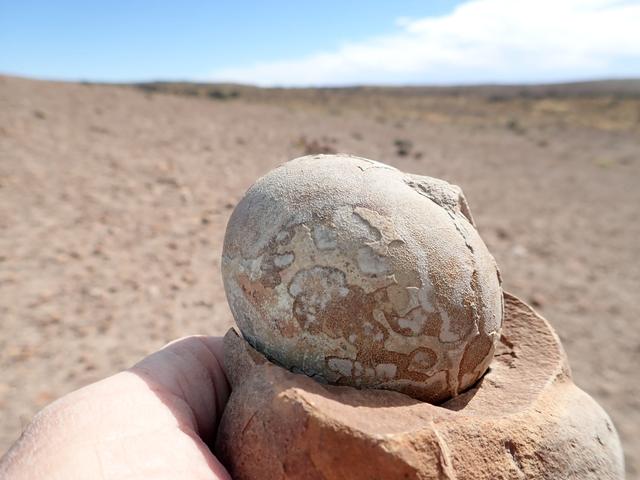 恐竜は約2億年前から群れを作っていた…営巣地から100個以上の卵を発見 