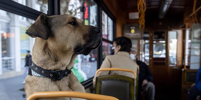 地下鉄 フェリー 路面電車 写真で見る イスタンブールの公共交通網を知り尽くした犬の ボジ の冒険 Business Insider Japan