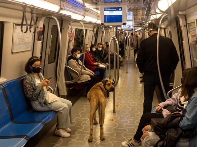 地下鉄 フェリー 路面電車 写真で見る イスタンブールの公共交通網を知り尽くした犬の ボジ の冒険 Business Insider Japan