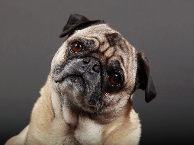 犬が首をかしげる仕草は 集中力を高め 情報を思い出しているサイン 最新研究 Business Insider Japan 犬が首をかしげる仕草は 集中力を高め 情報を思い出しているサイン 最新研究 Business Insider Japan
