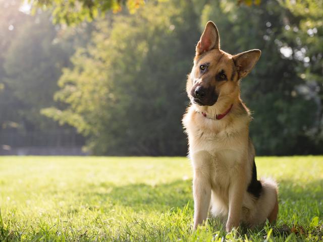 犬が首をかしげる仕草は 集中力を高め 情報を思い出しているサイン 最新研究 Business Insider Japan 犬が首をかしげる仕草は 集中力を高め 情報を思い出しているサイン 最新研究 Business Insider Japan