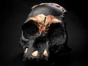 復元されたホモ・ナレディの子供｢レティ｣の頭蓋骨。レティの骨は南アフリカ、ヨハネスブルグで発見された。