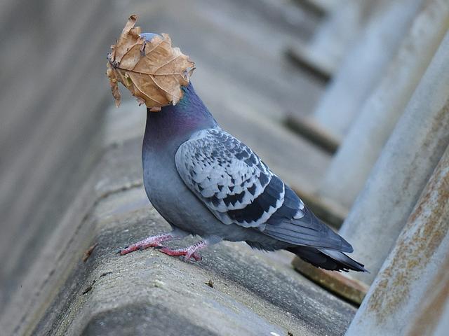 今年もすごかった おかしな動物たち 写真コンテスト21で受賞した19作品 Business Insider Japan