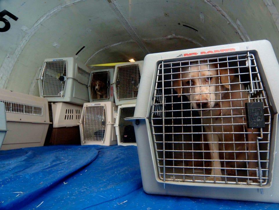 飛行機 犬 ペット専用部屋