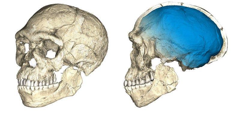 東アフリカで最も古い人類の化石は考えられていたより約3万年