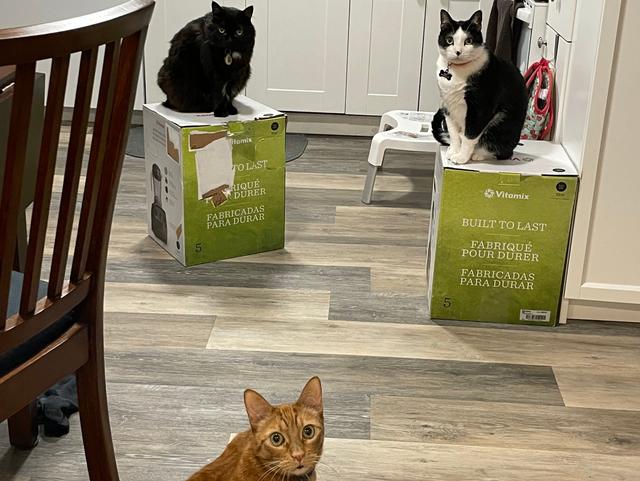 箱から出せない 3匹のねこ 飼い主が購入したブレンダーの上に1カ月以上座り続けて 人質 に Business Insider Japan