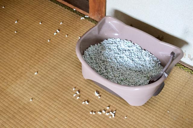 好きなだけ砂かけして 上から入るトイレで猫も飼い主もストレスフリーになった Business Insider Japan