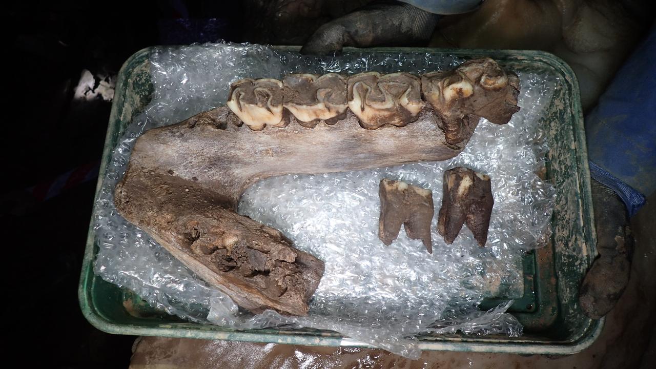 Wooly rhinoceros mandible with dentition found in Devon, Britain.