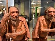 ドイツ、メットマンのネアンデルタール博物館に展示されている、40万年前から4万年前までユーラシア大陸に生息していたネアンデルタール人の復元模型。