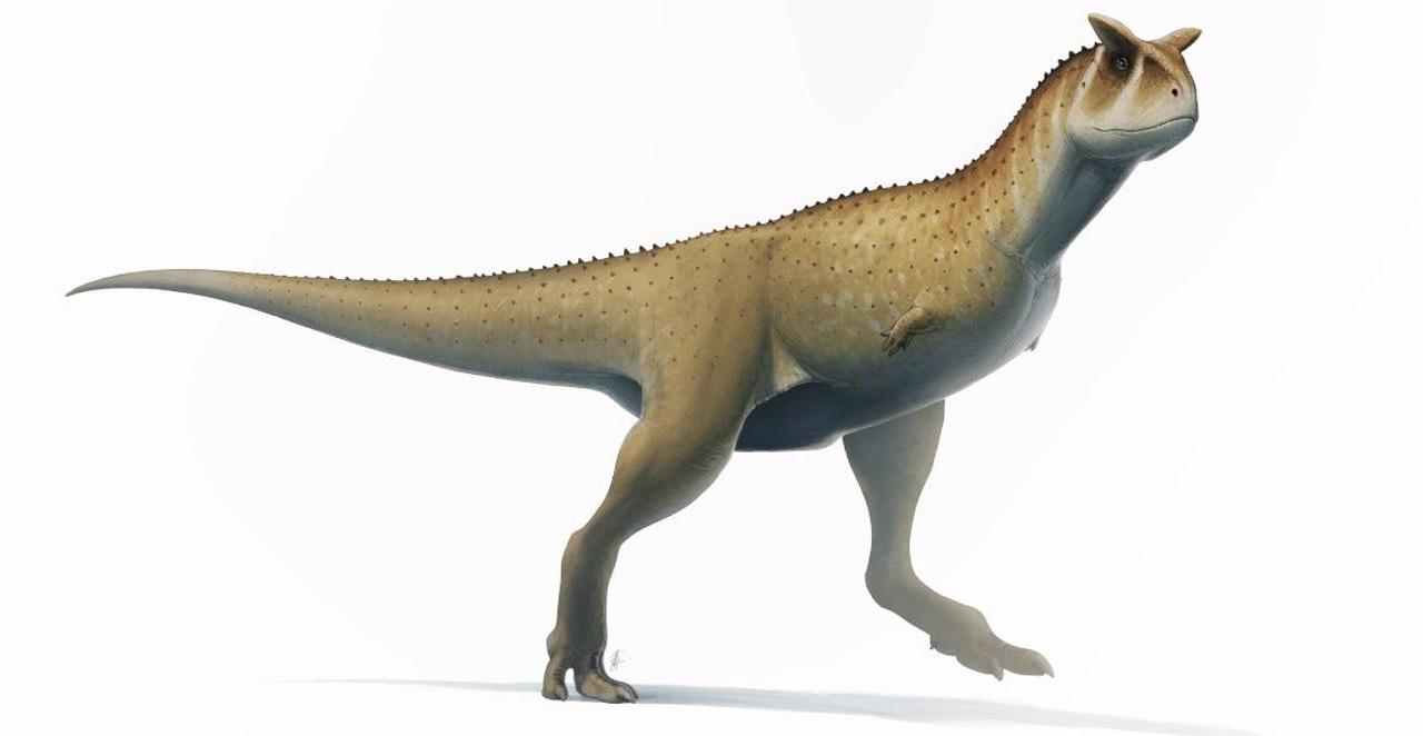 アルゼンチンで発見された新種の恐竜と最も似た種とされるアベリサウルス類カルノタウルス・サストレイの想像図。