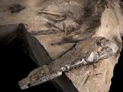 A preserved skeleton of a pterosaur found in Scotland is seen here, with the skull of the animal in the foreground.?