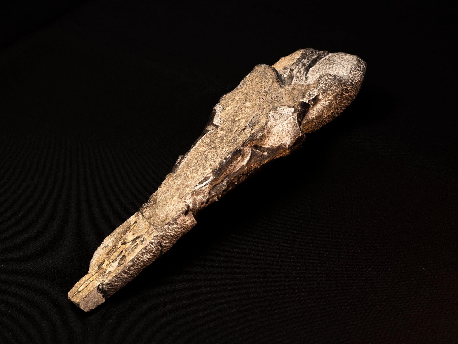 大型の翼竜のほぼ完全な骨格化石を発見…大型化は推定よりも約