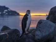  A chinstrap penguin during sunset outside the Comandante Ferraz Station in Antarctica.