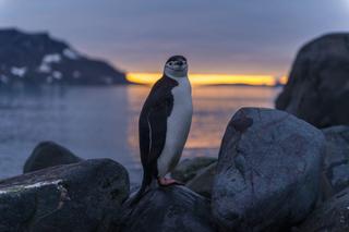  A chinstrap penguin during sunset outside the Comandante Ferraz Station in Antarctica.