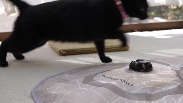 テレワーク中にネコの相手ができない 罪悪感解消に役立つのはベストセラーのおもちゃだった Business Insider Japan