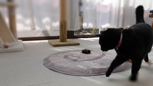 テレワーク中にネコの相手ができない 罪悪感解消に役立つのはベストセラーのおもちゃだった Business Insider Japan