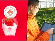 農業生産法人GRAが生産するブランドイチゴ｢ミガキイチゴ｣は日本の農業に一石を投じるかも知れない。